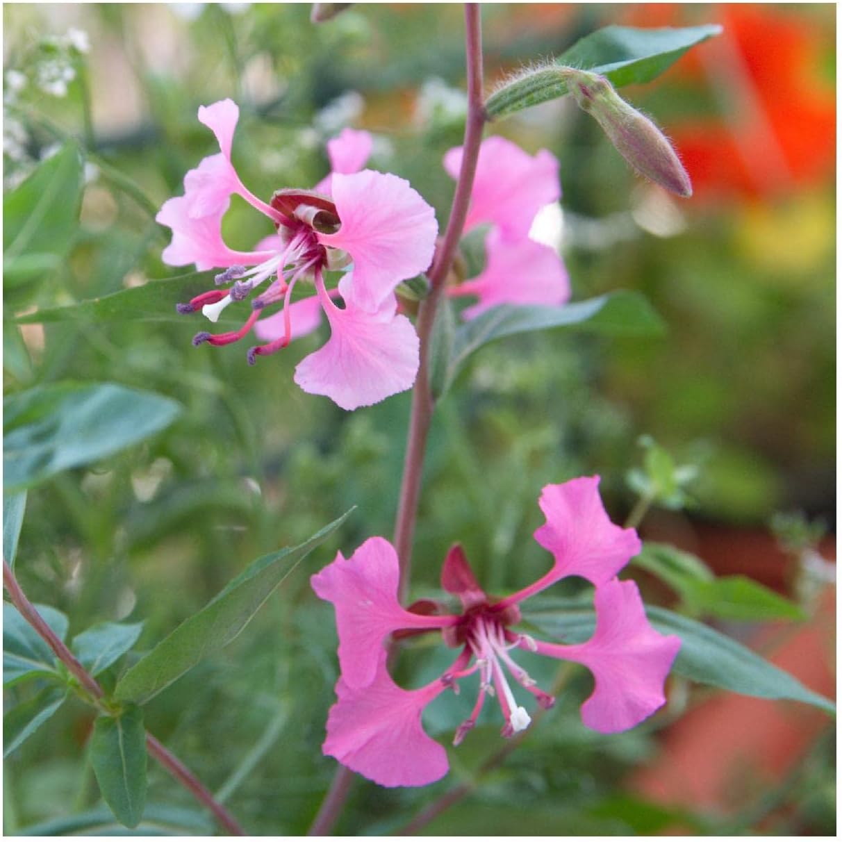 Everwilde Farms - 1 Lb Elegant Clarkia Native Wildflower Seeds - Gold Vault