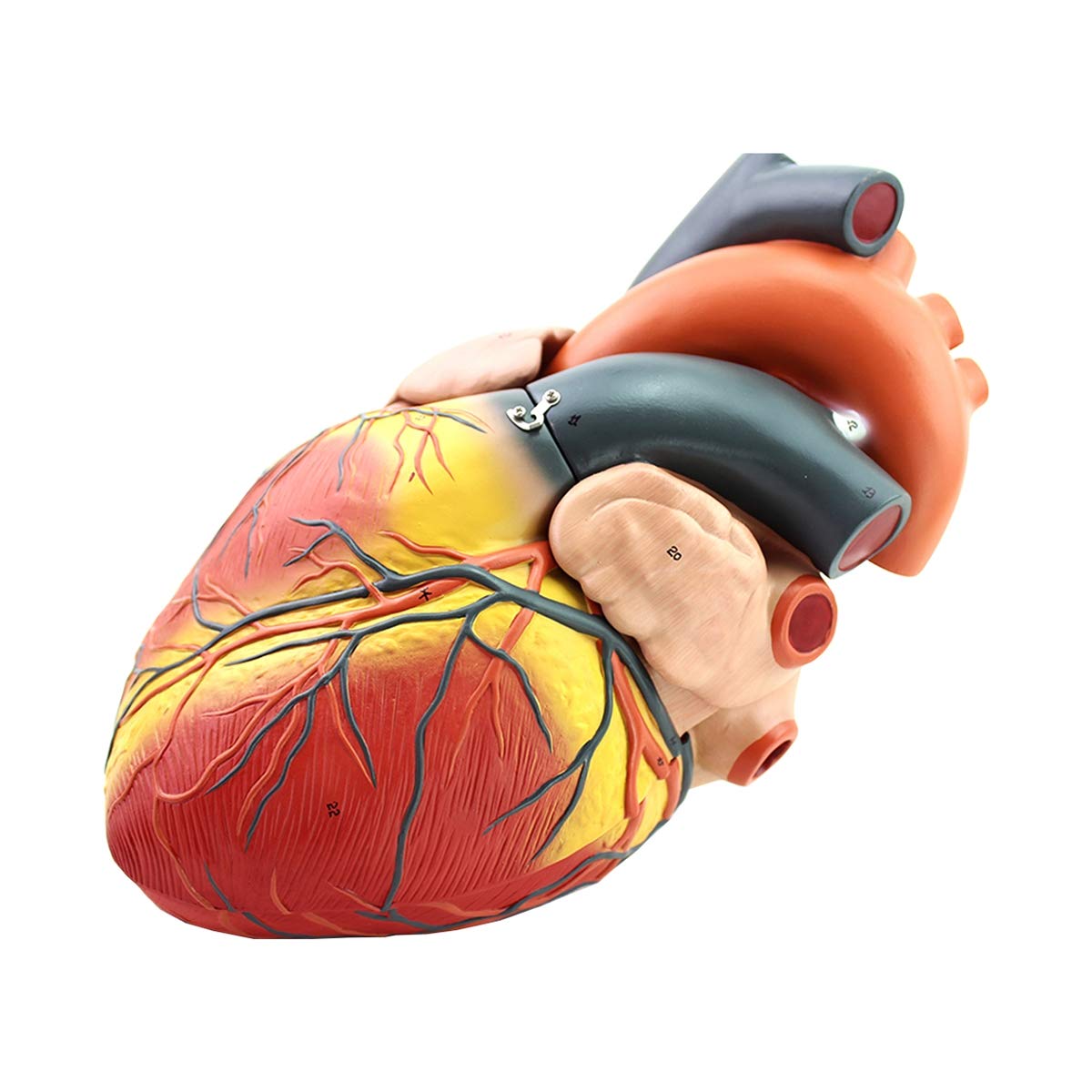 Sjdopulse Magnified 4 X Heart Anatomical Model - Science Anatomy Heart Model - Removerable Anatomical Human Heart Model With Digital Sign - For B Super Cardiac Anatomy Teaching