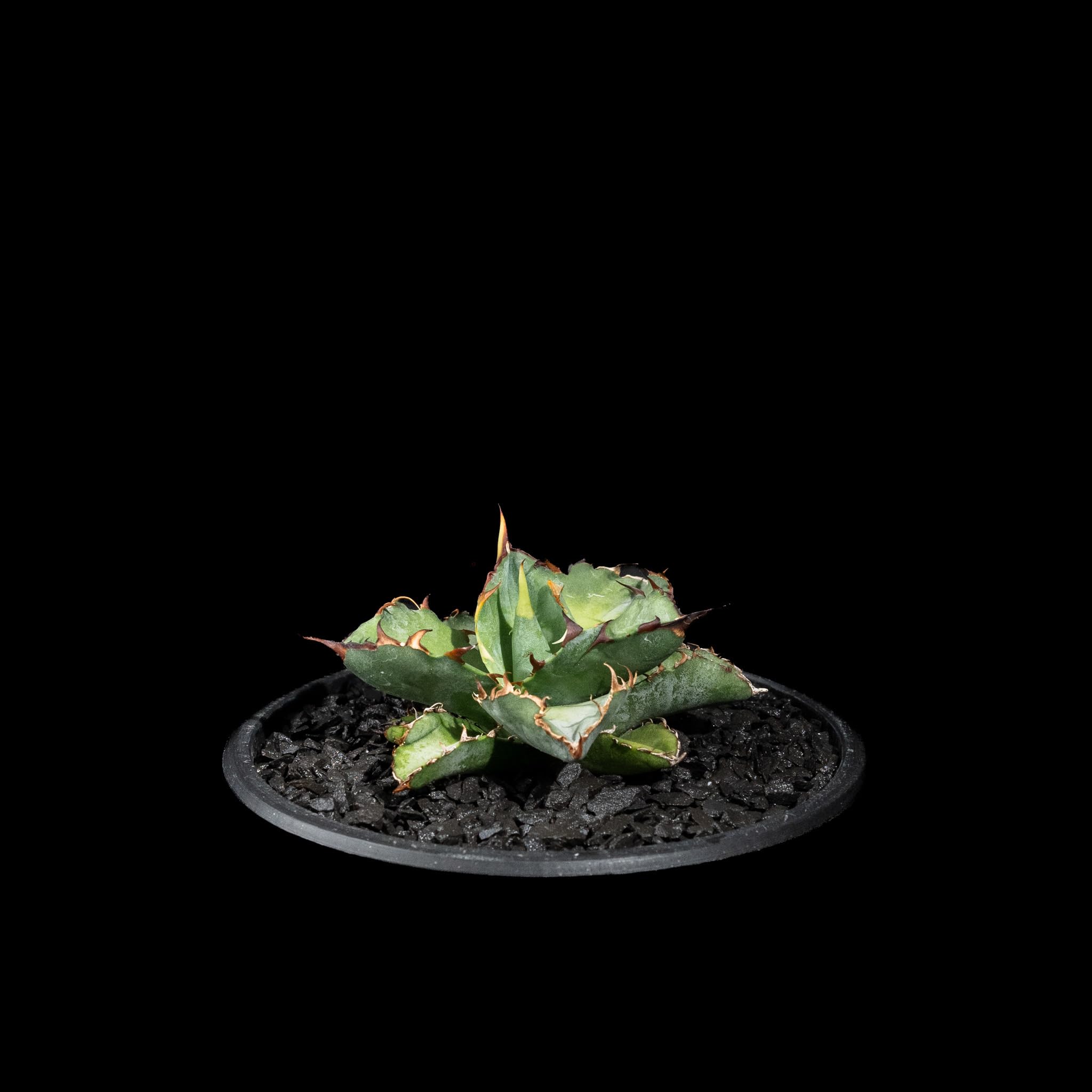 Amazon | 【Ducks(plants.)】 化粧石 黒燻淡路瓦(黒燻玉) 2-5mm(細粒  