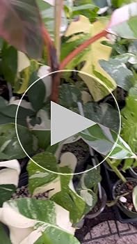 Amazon.com : Musa Florida Banana Variegated Plant Fully