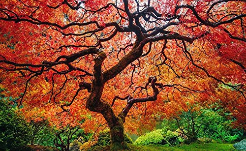 SEMILLAS ECOLÓGICAS DE ARCE ROJO PROCEDENTES DE ÁRBOLES MILENARIOS Y CENTENARIOS