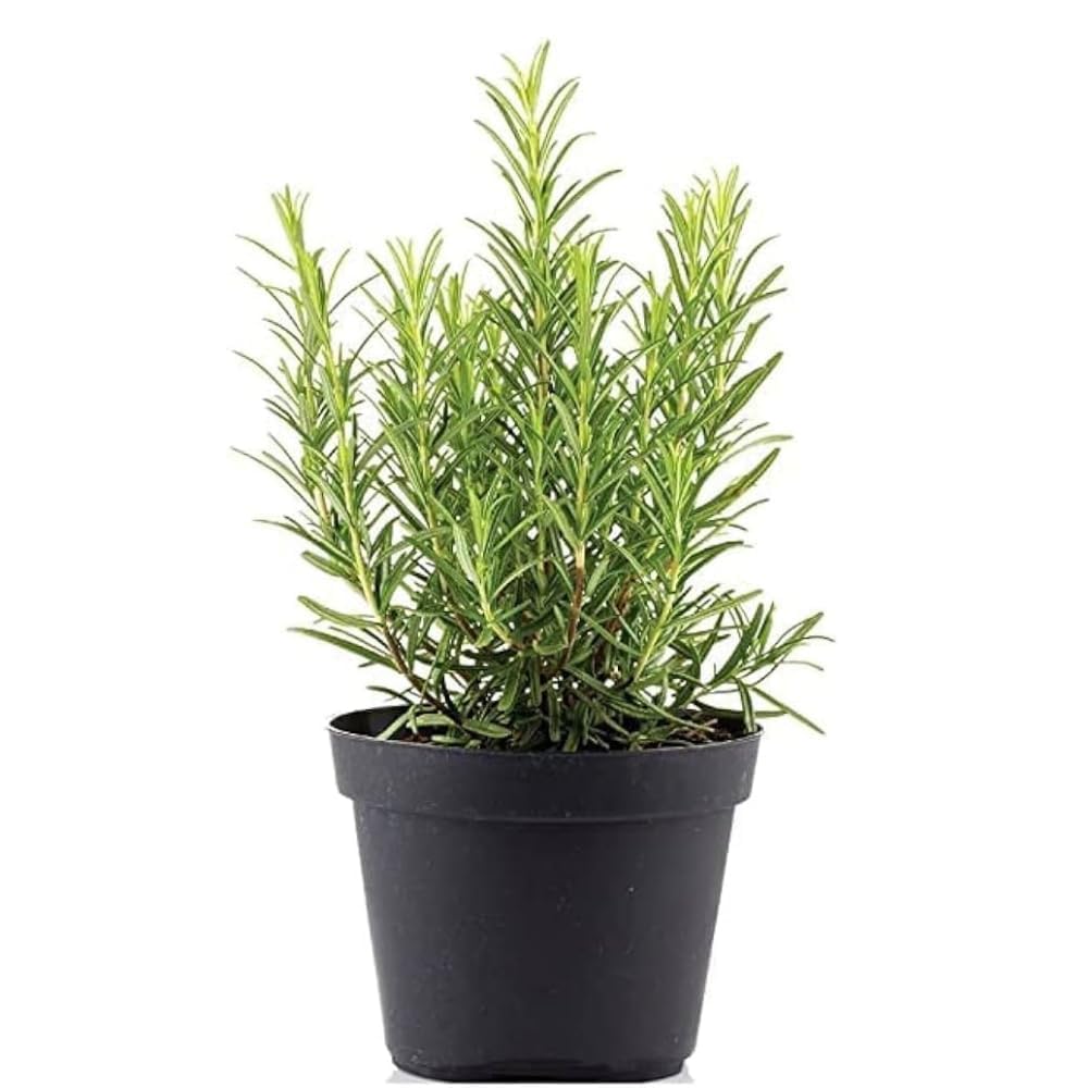 Rosemary Plant, Live Organic Herb for Garden, Kitchen and Hair Care-picture-16
