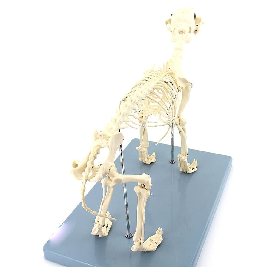 犬の骨格模型 解剖学標本 学習用犬骨格 獣医師やペットケアに最適 犬の骨格模型 解剖学標本 学習用犬骨格 獣医師やペットケア