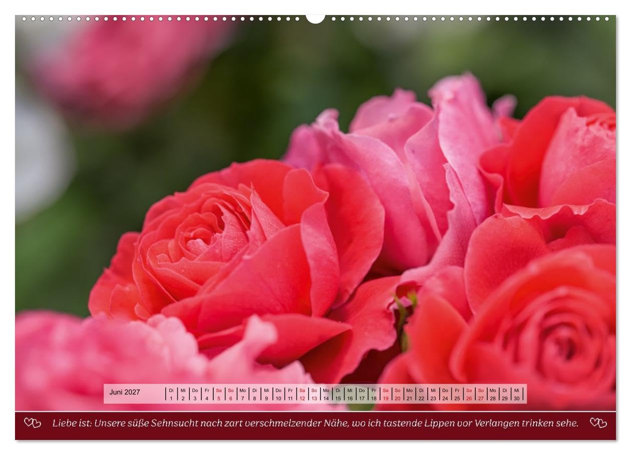 Rosen, Liebe ist (hochwertiger Premium Wandkalender 2027 DIN A2 quer), Kunstdruck in Hochglanz: Rosen und Poesie, ein Füllhorn an Liebe über das Jahr. (CALVENDO Natur)