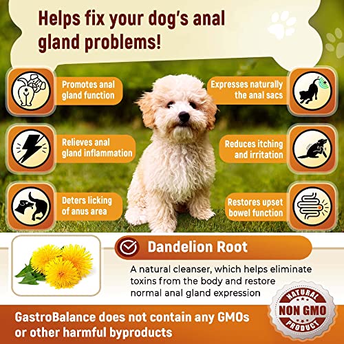 GastroBalance Entlastung der perianalen Drüsen für Hunde – 60 Kauknospen für Hunde – Speck Geschmack (Englisch)