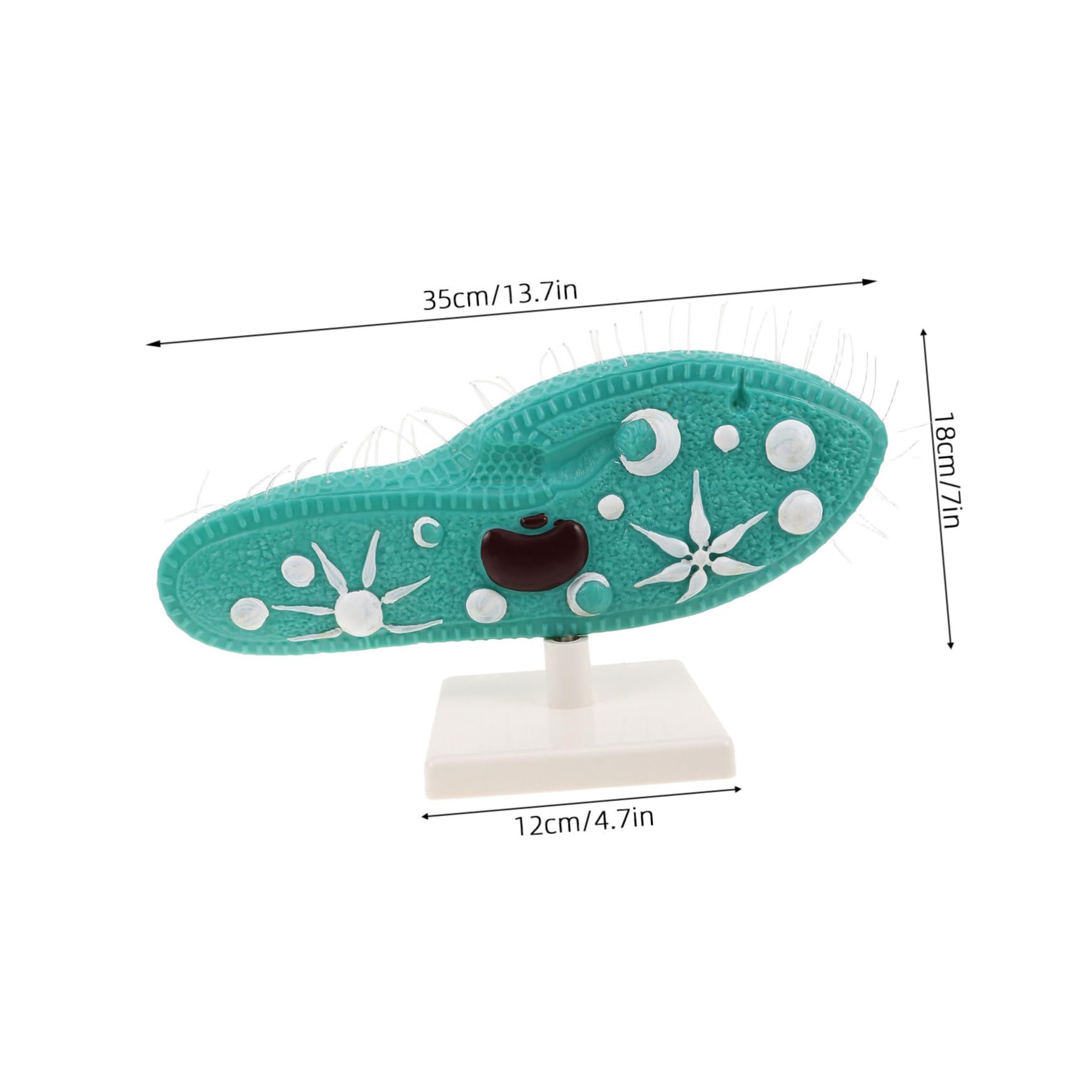 Paramecium Mikroskopisches Organismenmodell aus PVC mit Ständer und Detailliertem Ziliendesign für Biologieunterricht in Mittelstufe
