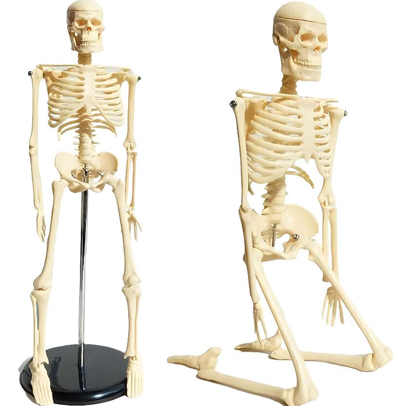 Model anatomiczny ludzkiego szkieletu o długości 45 cm ze stojakiem — części zdejmowane i ruchome