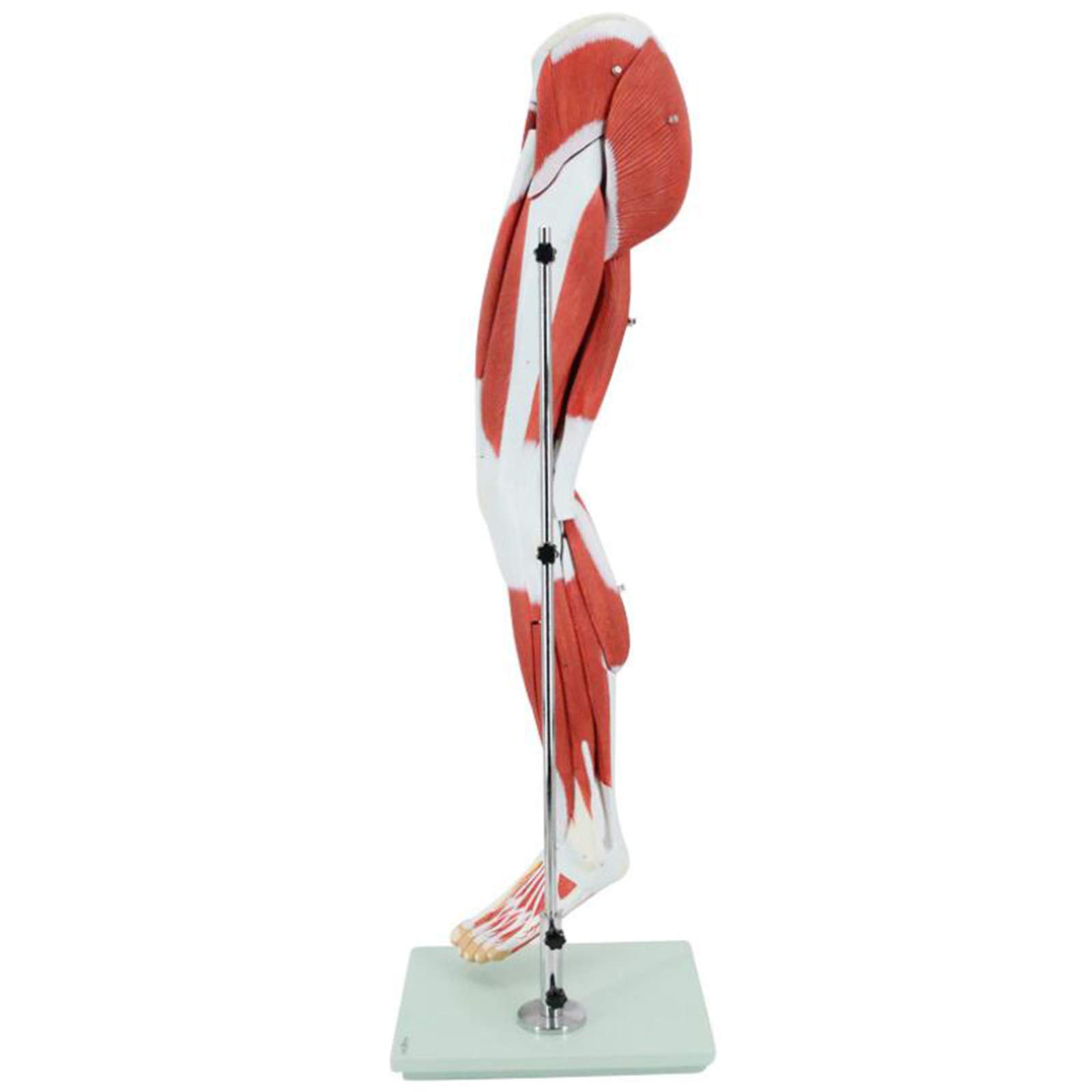 Buy FHUILI Human Body Lower Limb Muscle Model Medical Anatomical