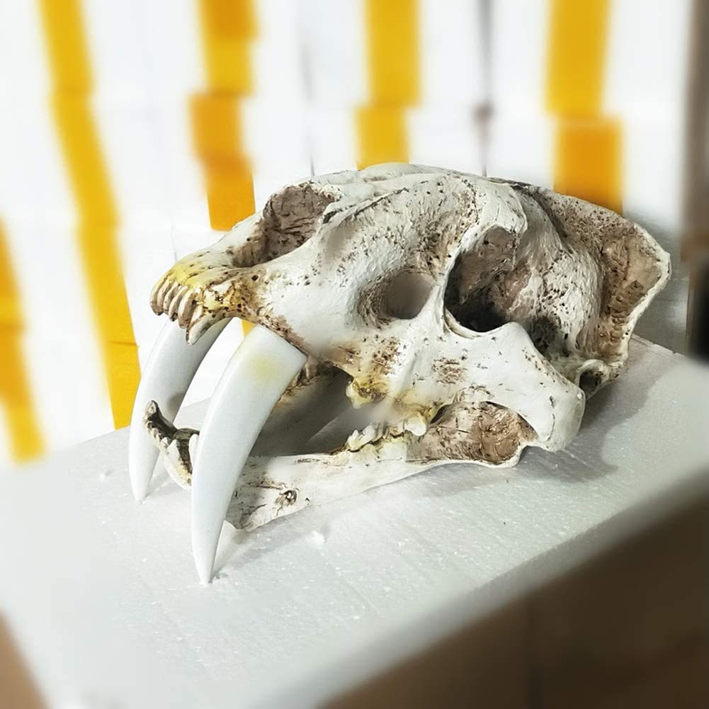 Cráneo del Tigre Cráneo Modelo Animal De Dientes De La Decoración del Hogar Adornos De Resina Cráneo Shores