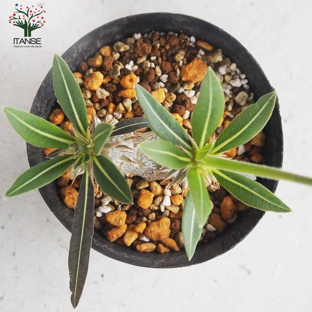 パキポディウム　ホロンベンセ Amazon.co.jp: パキポディウム ホロンベンセ 4号ポット【品種で