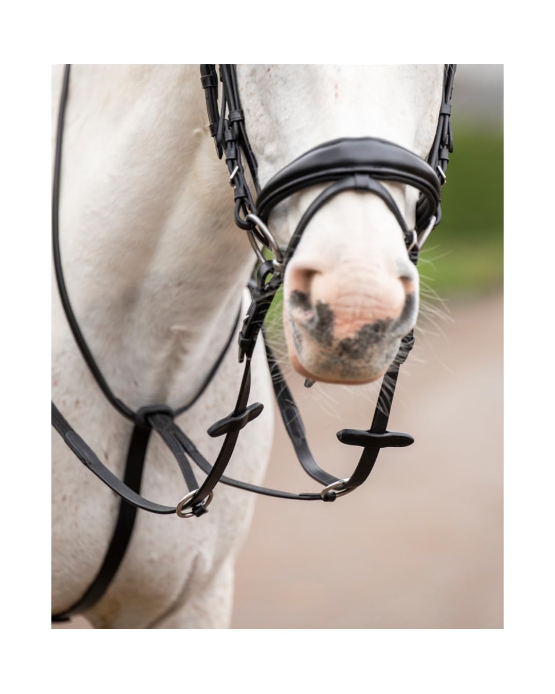 4Horses Martingal, verstellbares Leder-Martingal mit Hals- und Brustriemen, langlebig und stabil fürs Reiten