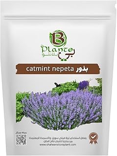 catmint nepeta seeds