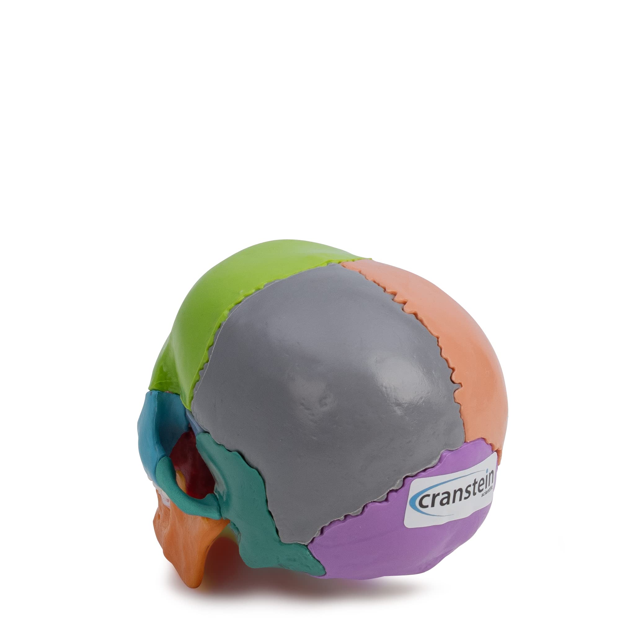 Cranstein A-226 mini czaszka osteopatii, 15-częściowa, dydaktyczna, do nauki medycyny i edukacji, model anatomii czaszki