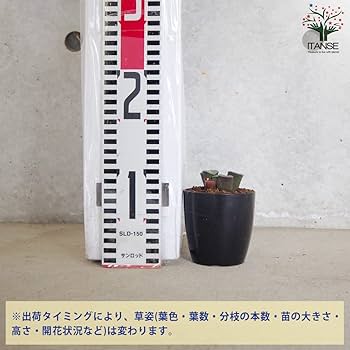 赤紫色の多肉植物 青い鉢付き*2 楽天市場】多肉植物 紫（花・観葉植物｜花・ガーデン・DIY）の通販