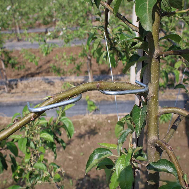 Herramienta para modelar ramas de árboles frutales miniatura 2