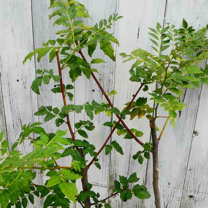 山椒の苗 imgrc0081526864.jpg