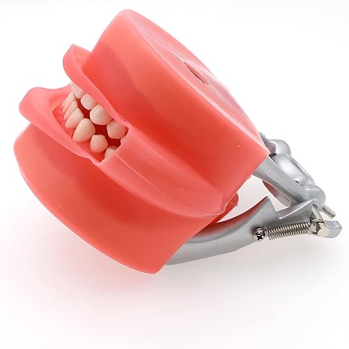 Miniatura 10 de Modelo de Typodont dental compatible con Kilgore Nissin 28 dientes extraíbles y mejilla de simulación para estudio de enseñanza (M11+mejilla de