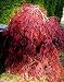 Red Dragon Weeping Lace Leaf Japanese Maple 2 - Year Live Plant