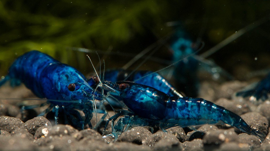 Blue Diamond Zwerggarnele (DNZ), 10 Stück