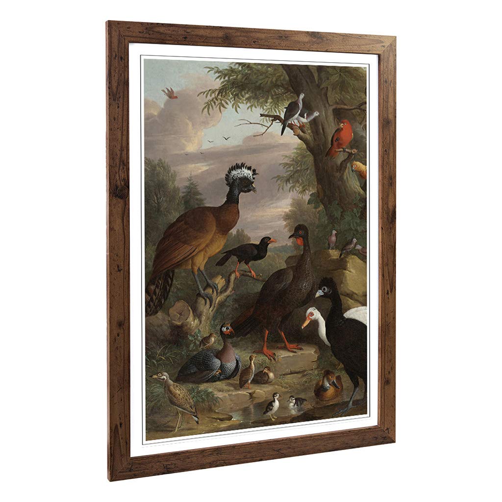 Big Box Art Framed Print of Melchior d'Hondecoeter Birds 2 Design | Wall Art Picture | Home Decor for Kitchen, Living, Dining Room, Bedroom, Hallway, Office, Walnut, A2 / 24.5x18 Inch / 62x45cm