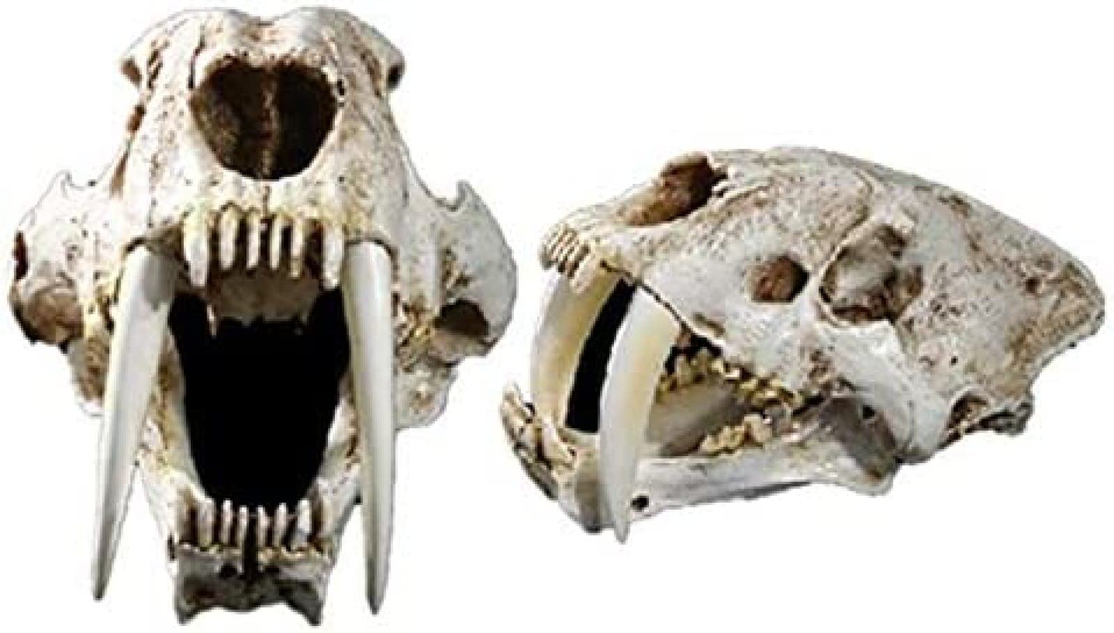 Réplique de crâne de tigre à dents de sabre, Smilodon, impression 3D, réplique de crâne, décor fossile, crâne de tigre à dents de sabre, sculpture, dinosaure - France