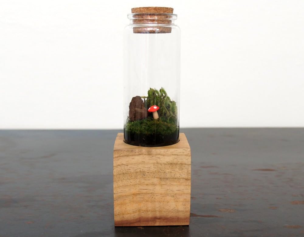 Terrarium Kit with Wood Base - Handmade in New York City, NY