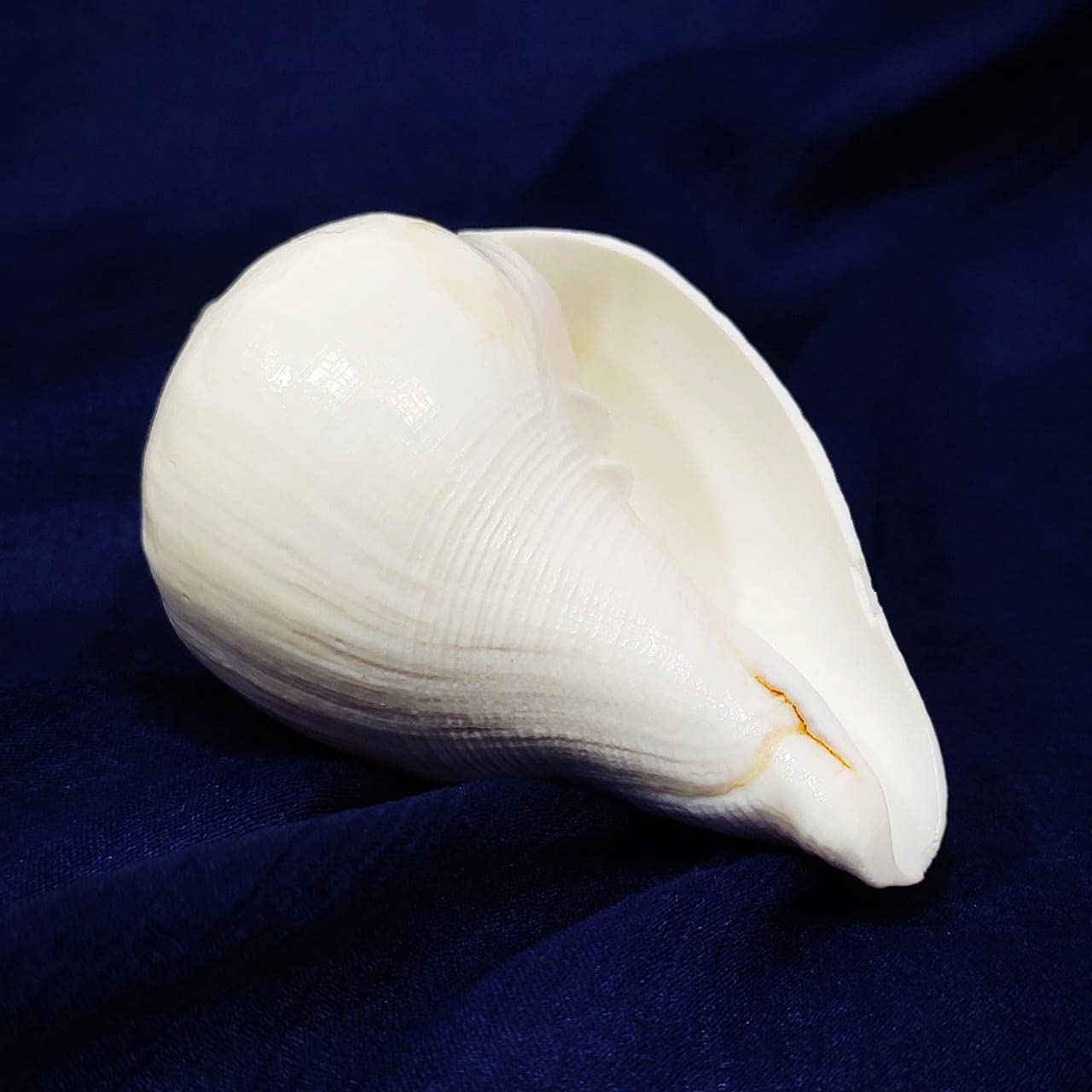 Festival Indian Shankh for Pooja/Blowing Shankh for Pooja Original Conch Shell/Padam Vishnu Blowing Shankh / 10,2 cm reines Weiß von Indian Collectible