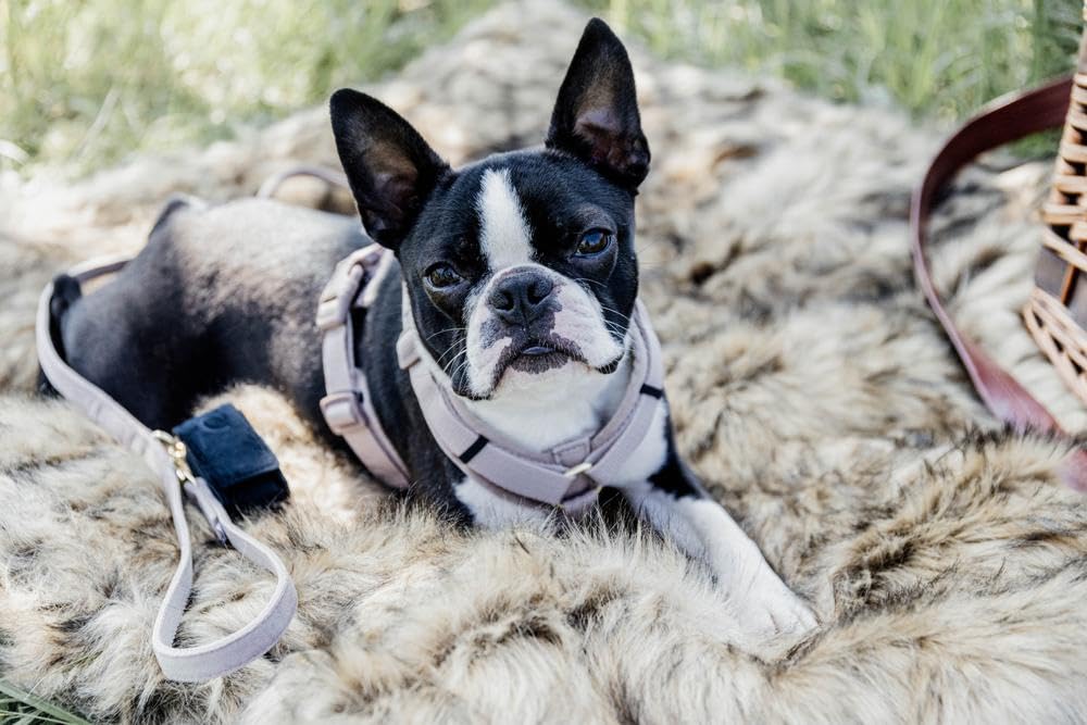 Kentucky Dogwear Pettorina per cani di grandi dimensioni (XL, 48-70 cm)|Velluto|Beige |Alta qualità, chiusura semplice, facilmente regolabile, confortevole, elegante | Imbracatura per cani e cuccioli