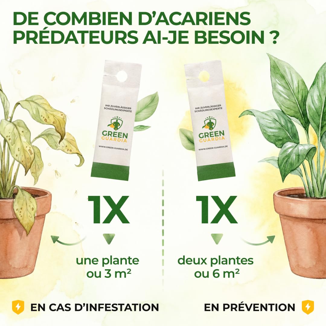 GREEN GUARDIA Power Acariens Anti-Acariens Biologiques – 35 Sachets Prêts à l’Emploi – Lutte Biologique contre les Tétranyques pour Plantes d’Intérieur, Plantes Ornementales et Cultures en Pot