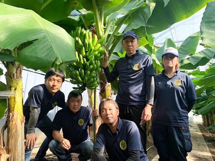 Amazon.co.jp: 指定日不可 国産バナナ NEXT 716 レギュラー 6本