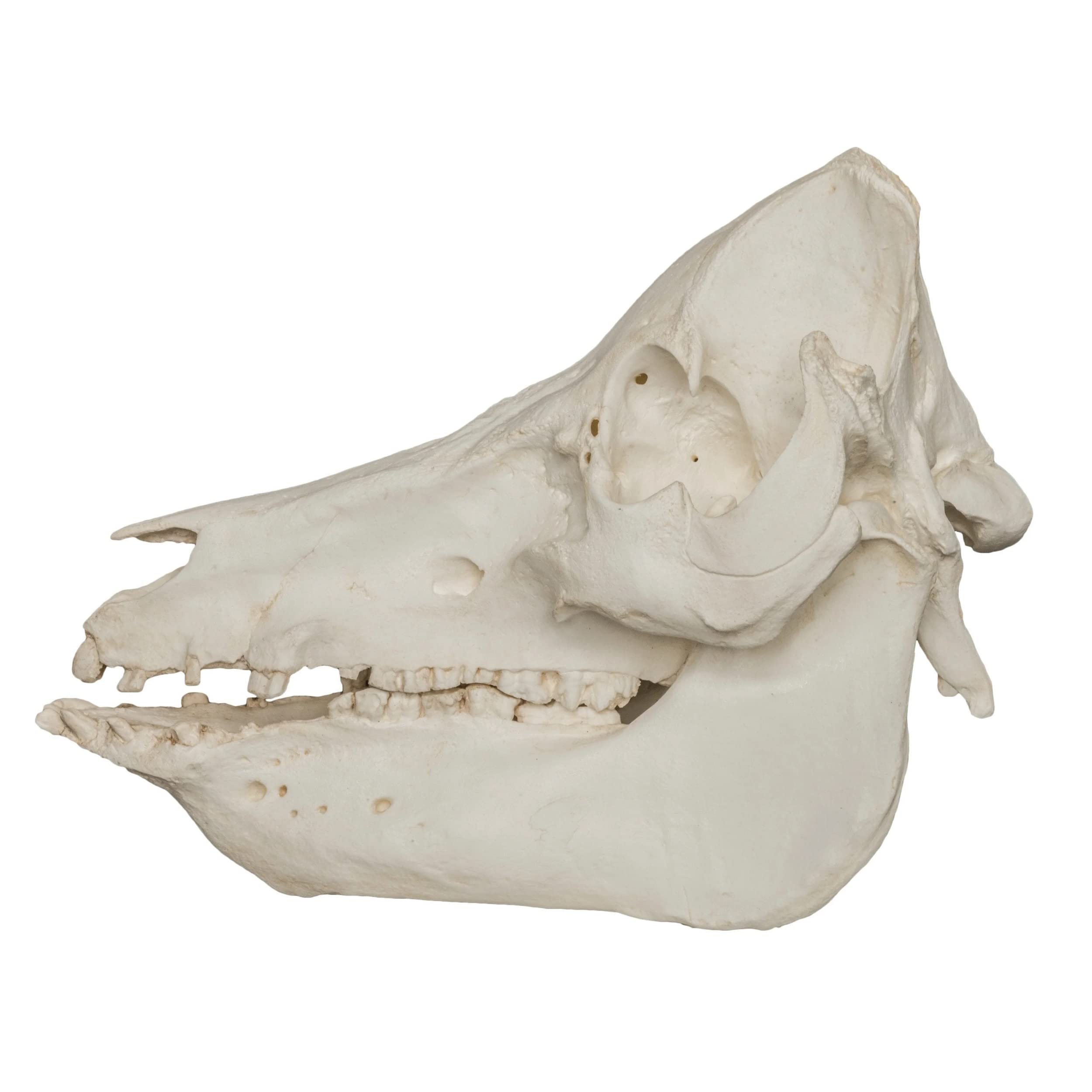 猪の骨　頭 猪の頭骨 頭蓋骨 標本 約18cm 子猪 イノシシ - メルカリ