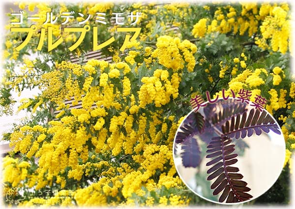 Amazon.co.jp: ゴールデンミモザ『プルプレア』（銀葉アカシア）10.5cm
