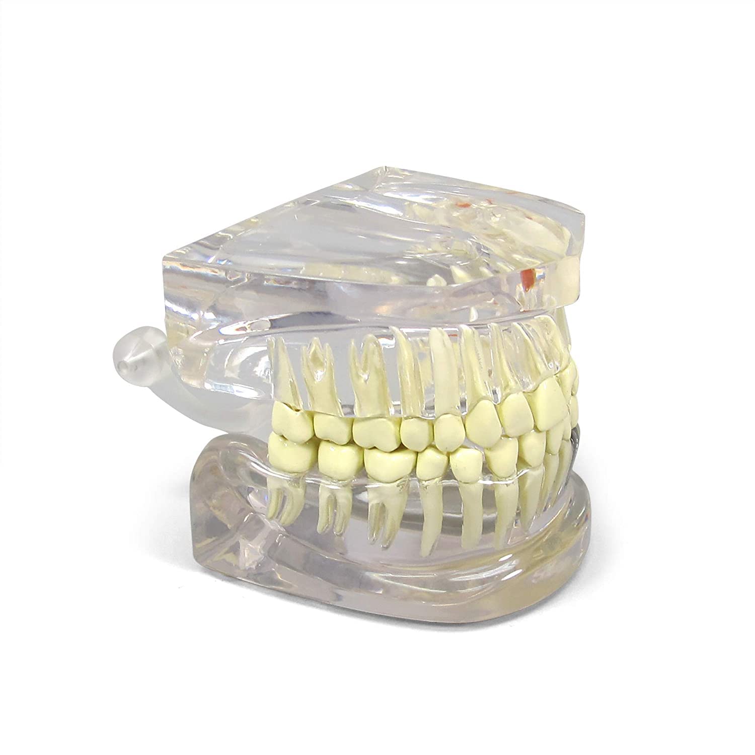 Modello anatomico dentale di mascella con denti per uso educativo, perfetto per studi dentisti e studenti di odontoiatria, replica anatomica del corpo umano