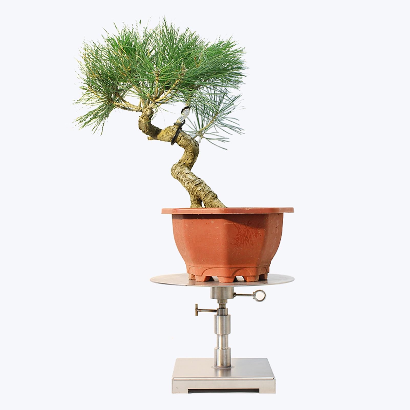 Amazon.com: Dailify Bonsai Turntable Adjustable Height Rotary Bonsai Table  for Trimming Plant, Lockable Rotating Turntable Stand, Potted  Displaying/Pruning Spinning Workbench : Patio, Lawn & Garden
