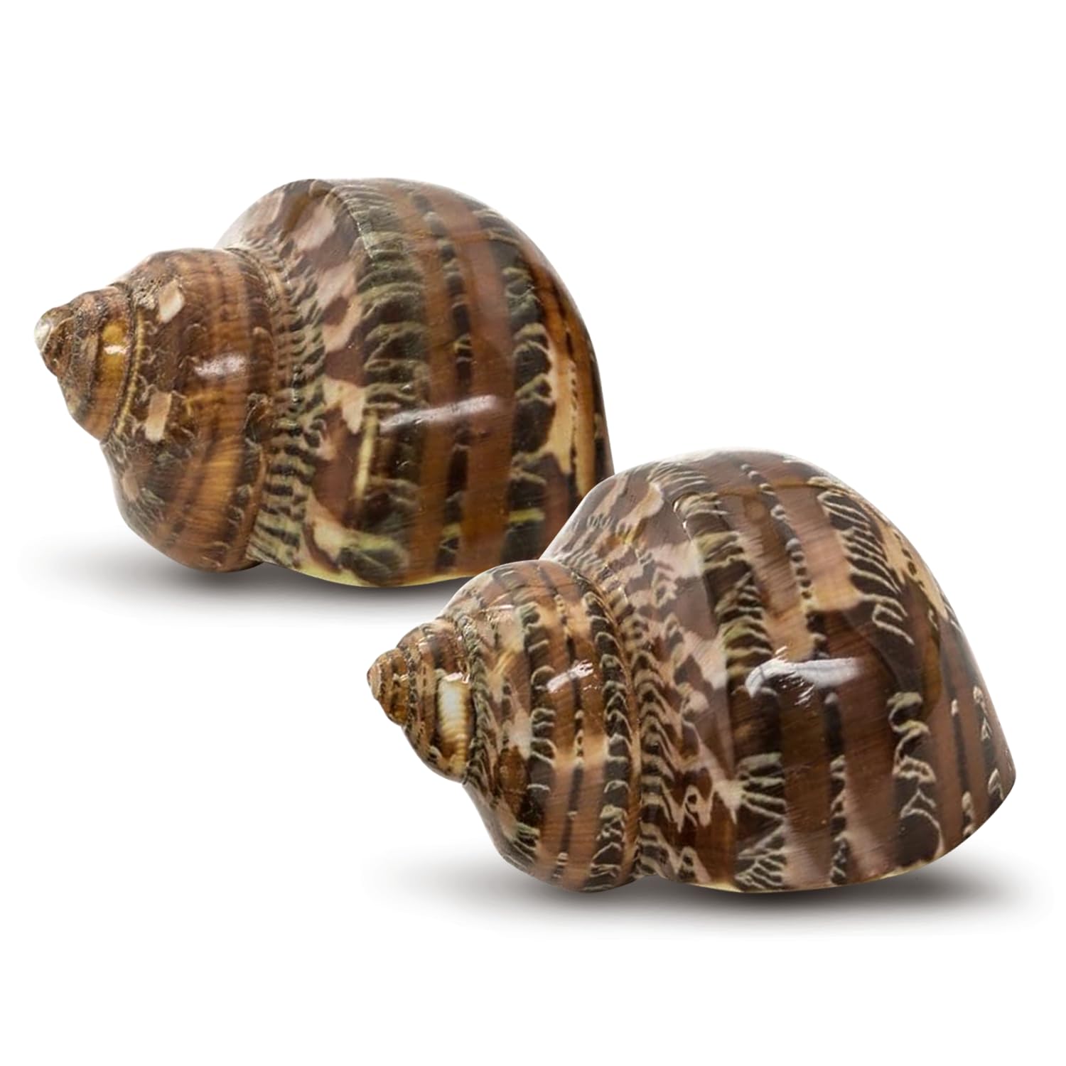 Hermit Crab Shells - Turbo Shells for Decor & Crafts -8