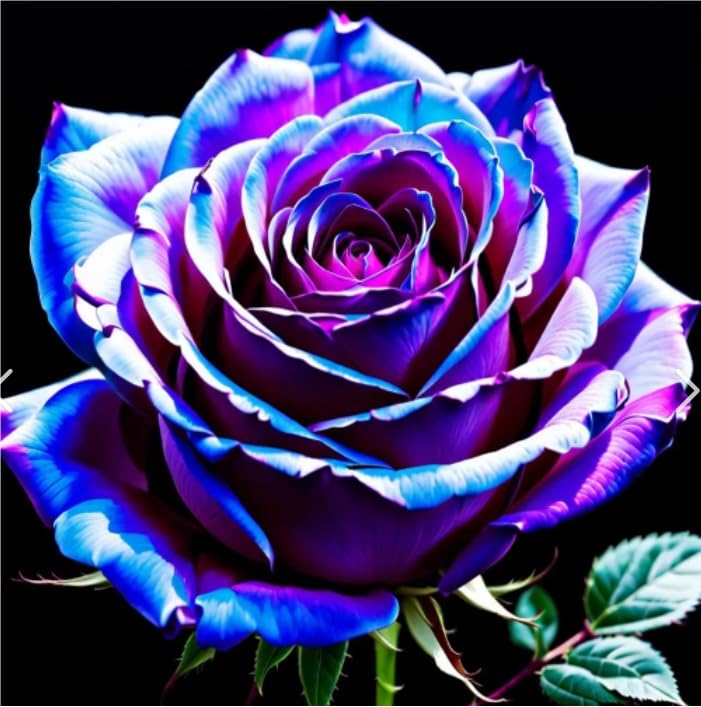Eleganza Bulbi di Rosa - Perenne, Colori vivaci, Bassa Manutenzione, Decorazione d'Interni-5 Bulbi-F