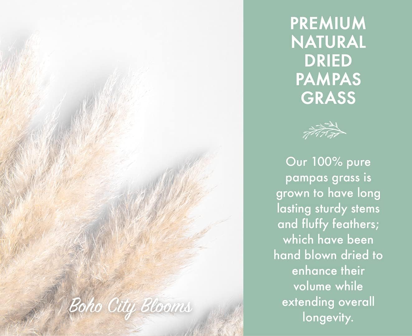 Boho City Blooms | 5 Stems Pampas Grass 40-48” | Home Decor for Kitchen, Living Room, Weddings | Tall & Fluffy Dried Flower Decorations | Natural, Farmhouse Centerpiece – Rustic Interior Arrangements