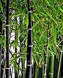 semillas bambu enano Días de germinación:7 a 15 días