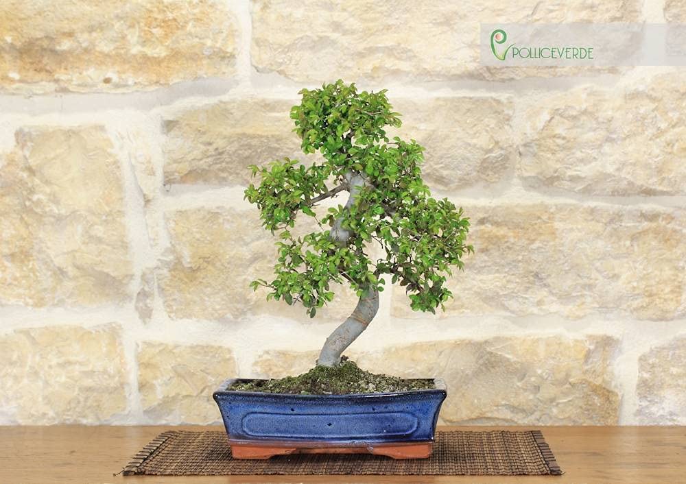 Bonsai di Olmo cinese vaso cm. 25