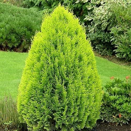 See full amazon price history chart for PlantaZee Morpankh Live Plant with Pot PlantaZee Morpankh Live Plant with Pot (B09KQMCTF8) Amazon Price History, Amazon Price Tracker