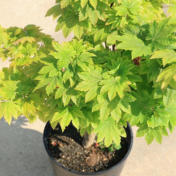Amazon.co.jp: 庭木・植木:イタヤもみじ(青板屋モミジ Amazon.co.jp: 庭木・植木:イタヤもみじ(青板屋モミジ