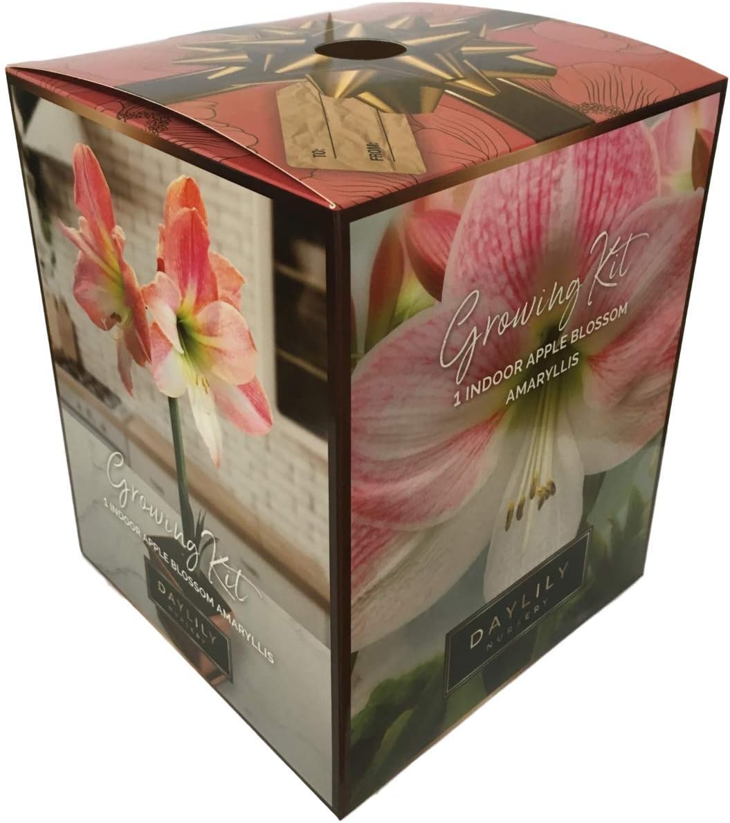 Amaryllis Apple Blossom Growing Kit-Includes: Big Apple Blossom Bulb, Plastic Pot and Saucer, and Professional Growing Medium