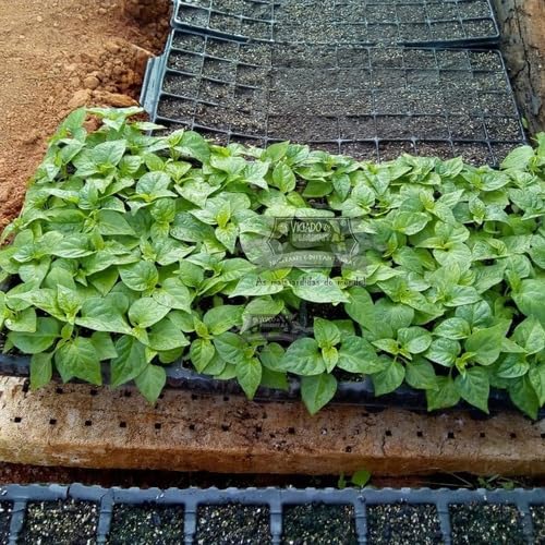 20 Sementes Trinidad Scorpion Moruga Vermelha (Red) A 2ª Mais Forte Do Mundo Verdadeiras