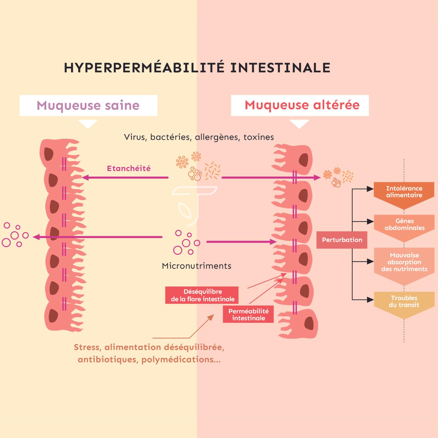 Permea Flore | PROBIOTIQUES + GLUTAMINE | Flore Intestinale et Cicatrisation de la Muqueuse | Idéal Contre la Perméabilité Intestinale | 60 Gélules Gastro-résistantes | Made in France | Terravita