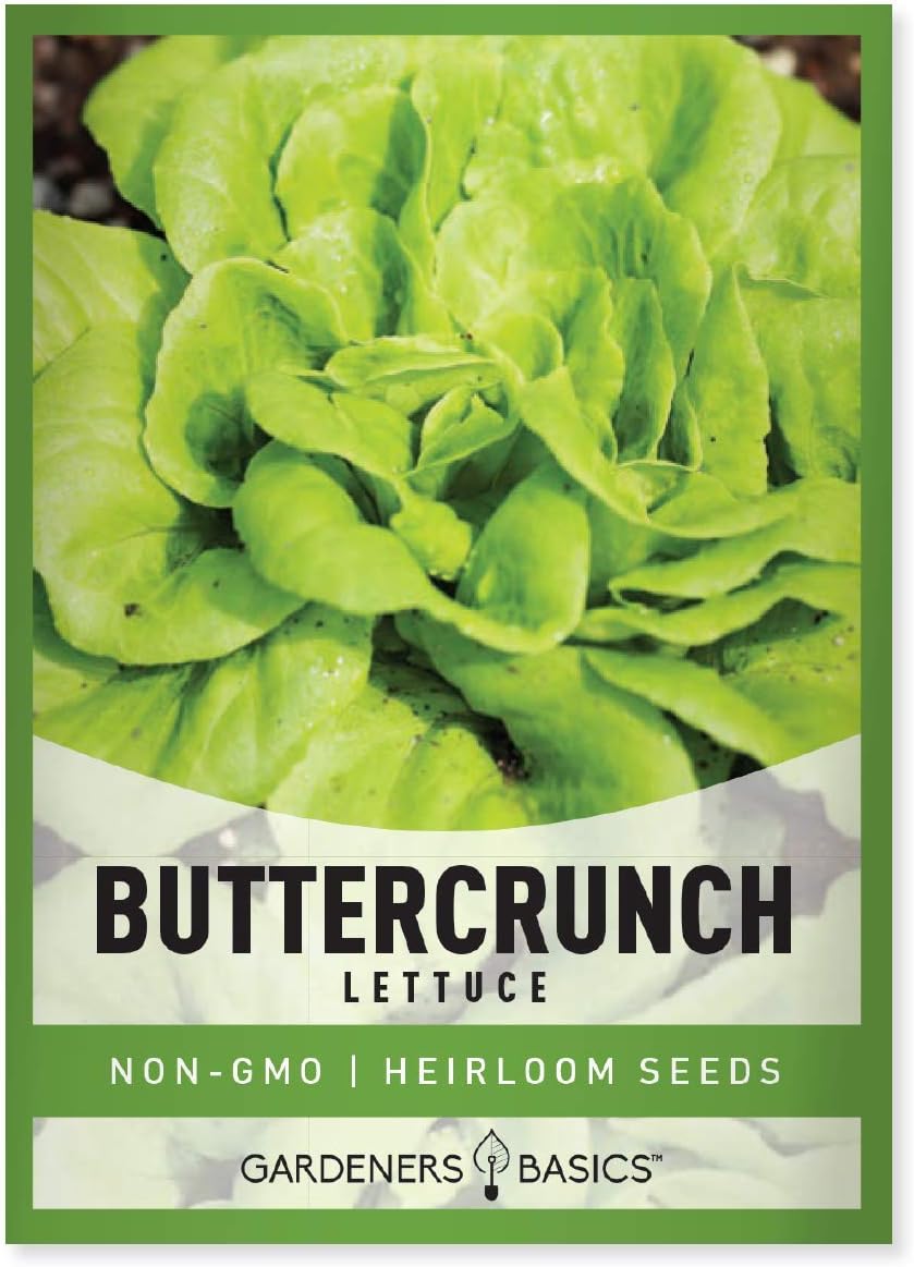 Buttercrunch Lettuce Seeds for Planting - Butterhead Boston Bibb Heirloom, Non-GMO Vegetable Variety- 2 Grams Seeds Great for Spring, Summer, Fall, Winter Garden and Hydroponics by Gardeners Basics