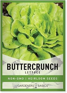 Buttercrunch Lettuce Seeds for Planting - Butterhead Boston Bibb Heirloom, Non-GMO Vegetable Variety- 2 Grams Seeds Great for Spring, Summer, Fall, Winter Garden and Hydroponics by Gardeners Basics