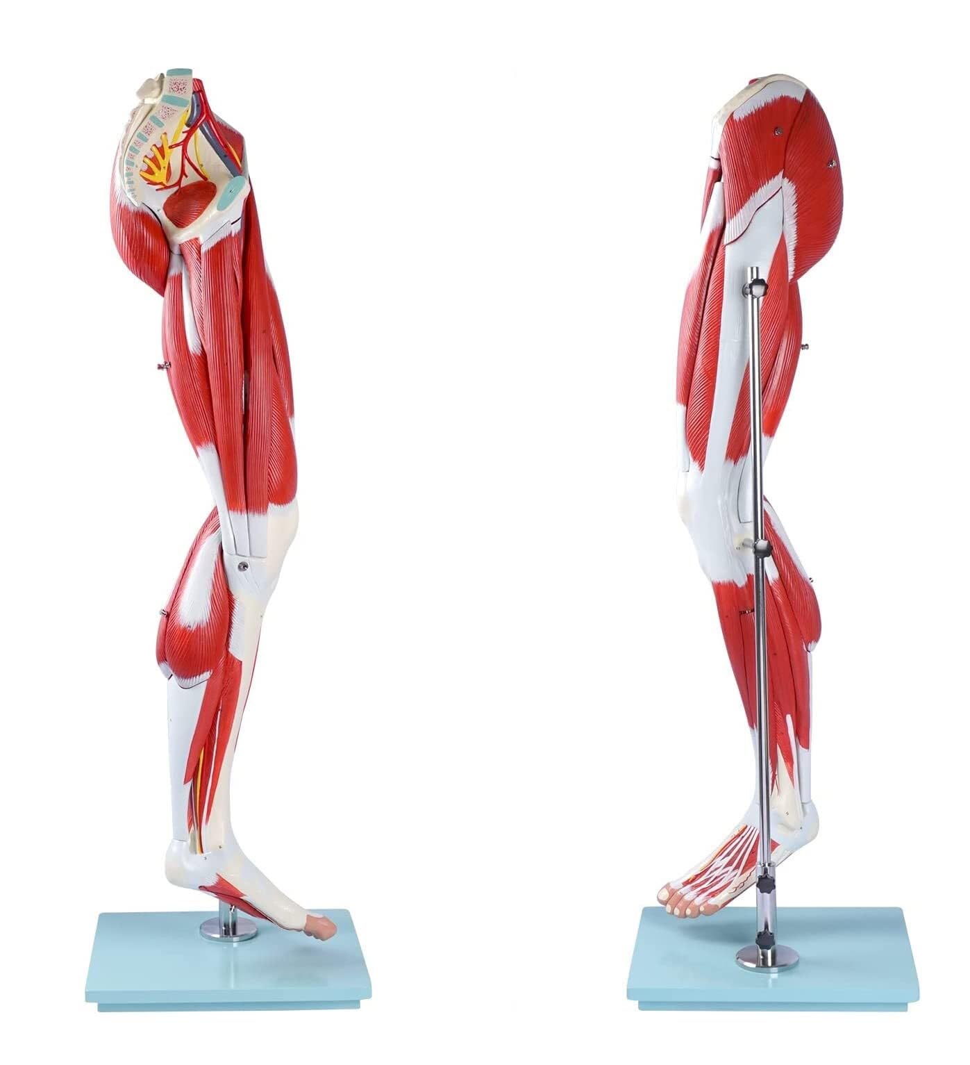 Amazon.co.jp: 脚モデル 筋肉解剖学 脚モデル 3D 人間の脚の筋肉