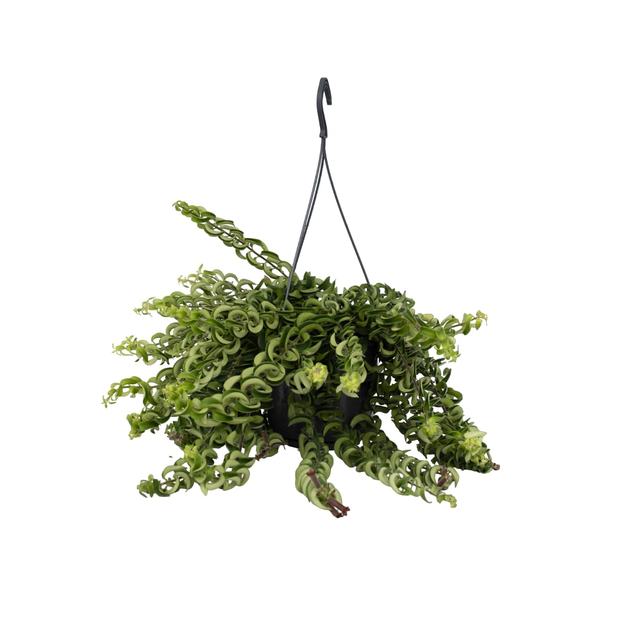 Plant in a Box - Aeschynantus Twister - Speciale pianta ricadente con lunghi viticci verdi - Pianta da appartamento con fiori rossi - Vaso 15cm - Altezza 20-30cm