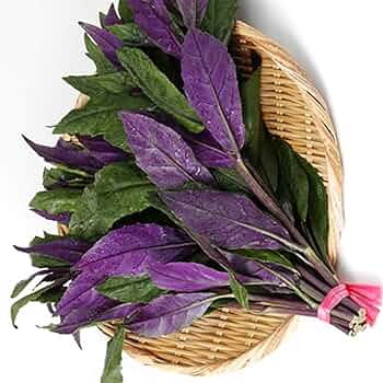 大きくなりすぎた　金時草　B 大きくなりすぎた 金時草 B 大きくなりすぎた金時草B