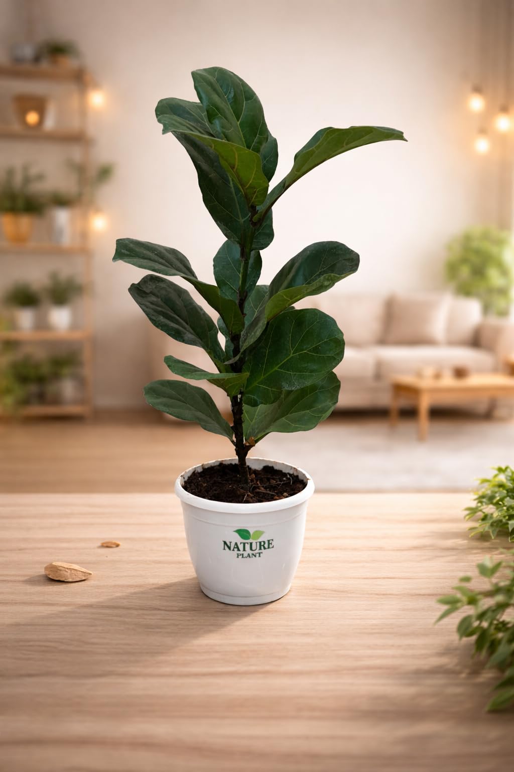 Fiddle Leaf Fig, Ficus Lyrata, Indoor Air-Purifying Plant, Bright Indirect Sunlight, Home and Office Décor-image-9